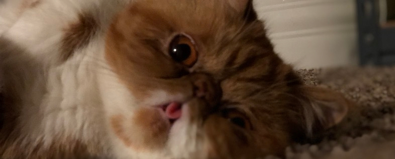 Trying and Failing - Picture of my cat Ramona being beautiful