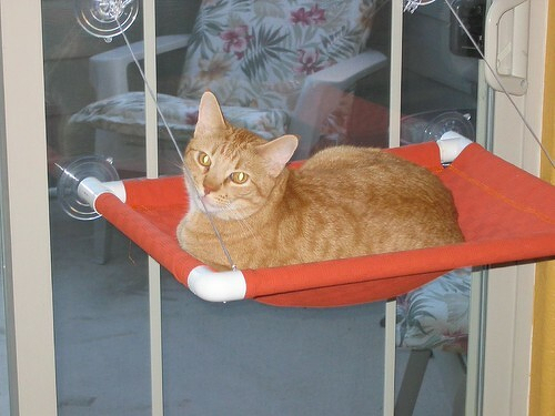 Here is Reno, annoyed with the flash, enjoying his new seat